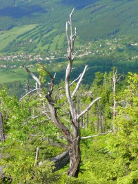 Obnova lesů v Jizerských horách