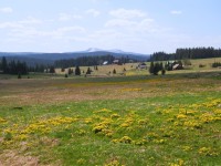 Žlutavé koberce květů na loukách - takové je jaro na Filipově Huti