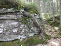 Okolní stromy hledají oporu v kamenitém terénu