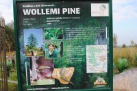 informační tabule Wollemi Pine