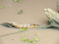 kajmanský krokodýl