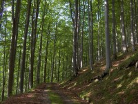 cesta bukovým lesem