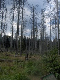 les napadený kůrovcem