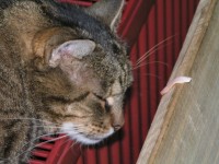 Kočka v pavilonu opic, které nechutná šunka