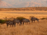 Nechisar NP - zebry na pláni