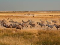 Zebří zmatek v Etoshe NP - Namibie