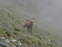 Kamzík pod Svišťovkou, při cestě na Zelené pleso