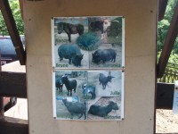 Obyvatelé Zoo