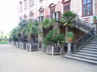 Palmy v zahradě zámku Libochovice