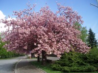 Kvetoucí sakura