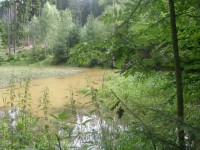 lesní rybník 