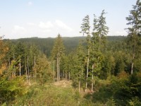 Lesy v okolí Kořence