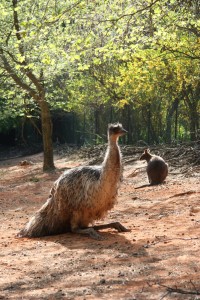 Emu s klokánkem