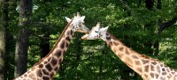 žirafáci :-)