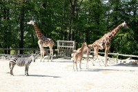Žirafí rodinka se zebrou :-)