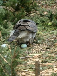 Káně lesní sedí na vejci