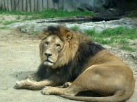 Unavený lev