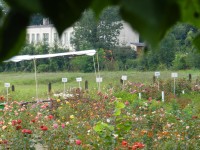 zahradnictví růže 2