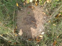 mravenci se připravují pilně na zimu