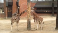 žirafa zoo Liberec