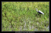 Rye Meads Nature Reserve, Hertfordshire