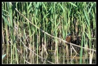 Marshgate Spring Local Nature Reserve, Harlow, Essex