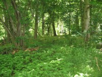 Odkvetlé "bluebells" v lese