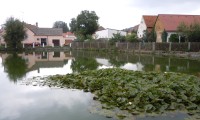 Koloveč - místní rybníček