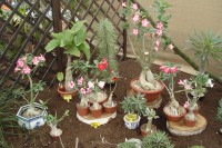 Čimelice - na zahradnické výstavě