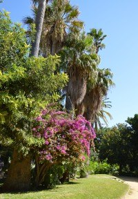 palmy a bouganvilie v parku
