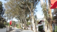 Tanger - silnice s eukalypty v rezidenční čtvrti
