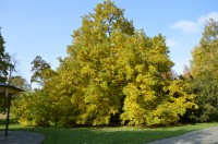 Třeboň - strom v zámeckém parku