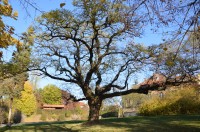 silueta stromu v parku