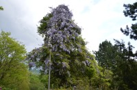 strom s kvetoucí popínavou Wistárií