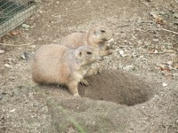 Svět evropské přírody - Zoo Ohrada