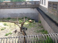 medvídek hnědý v příkopu zámku Zákupy