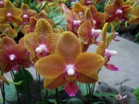 mnoho a mnoho orchideí