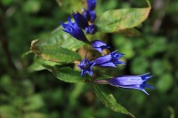 Modré trychtýře zajímavé květiny