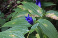Modrá květina v lese
