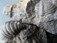 Mušlovka - zkameněliny