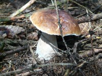 Na Šumavu na houby