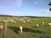 Ovce u Nivy