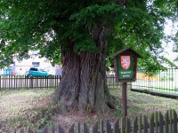 18 Kroučová náves, památný strom