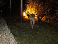 Toulavý pes u prvního nástupiště v nočním Bělehradě