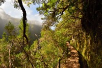 Madeira: leváda ve vavřínovém lese