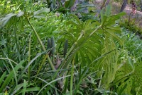 plod filodendronu na rostlině