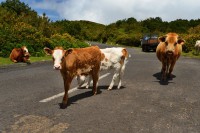 Madeira: krávy na silnici