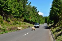 Madeira: ovce na silnici