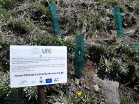 Madeira: výsadba původních dřevin z dotací EU