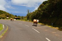 Madeira: Planina Paúl da Serra